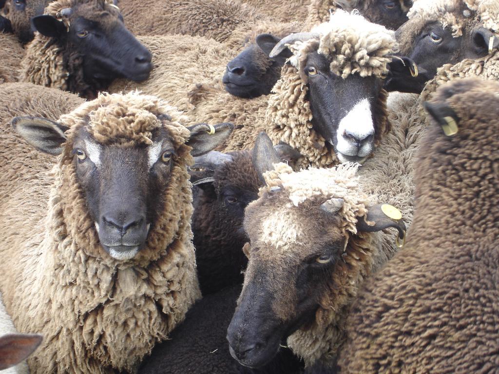 Country Homestead At Black Sheep Farm Waipu Εξωτερικό φωτογραφία