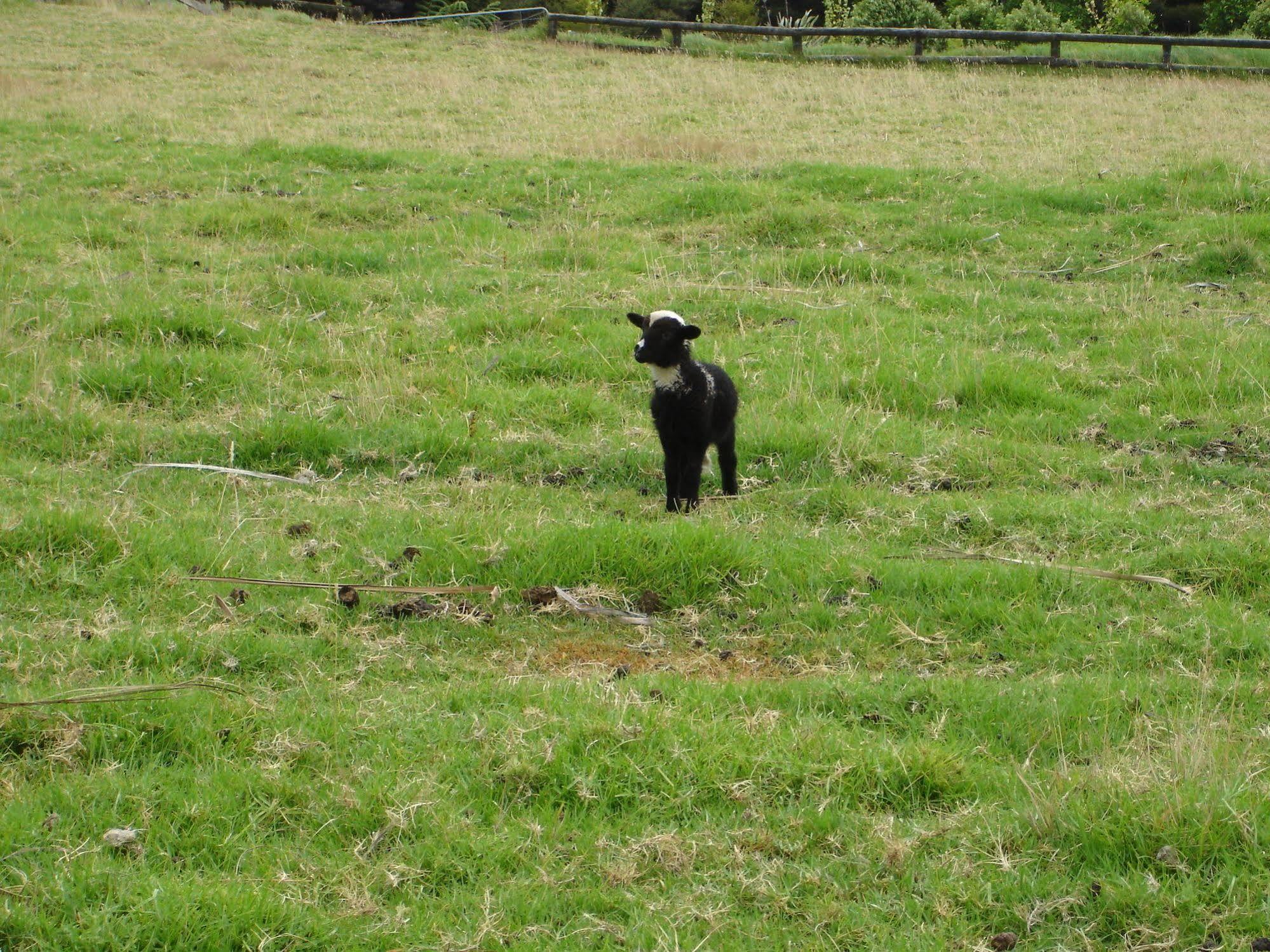 Country Homestead At Black Sheep Farm Waipu Εξωτερικό φωτογραφία